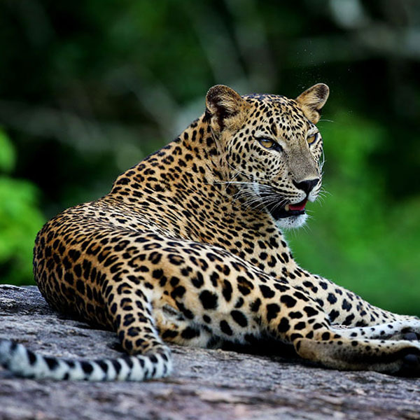 Sri Lankan Nature & Wildlife